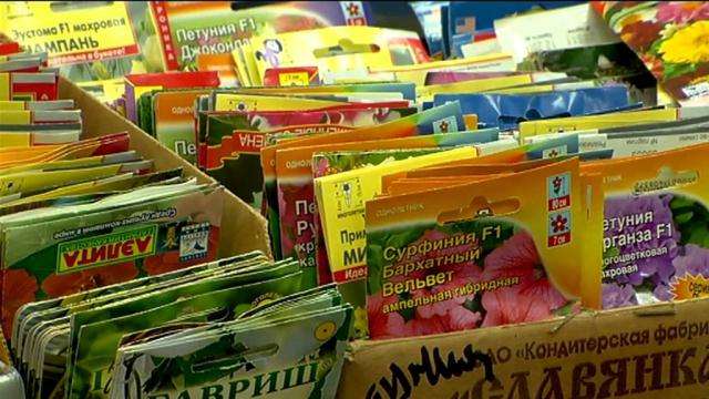 семена на рассаду
