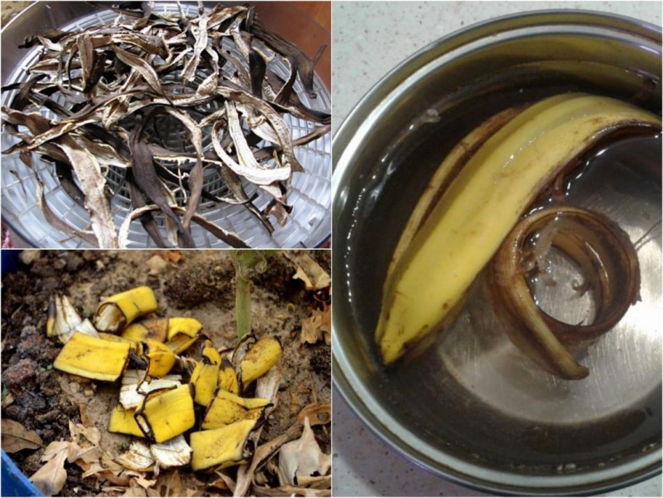Удобрение из банановой кожуры для комнатных растений – польза, способы приготовления, дозировки